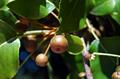 Pyrus glabra